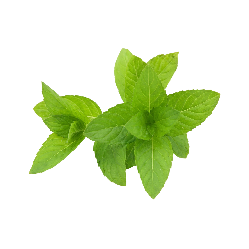Mint Extract + menthol